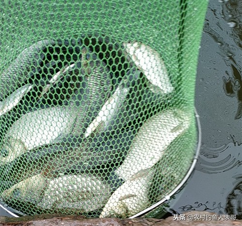 冬季钓鱼不打窝技巧,野钓不空军技巧