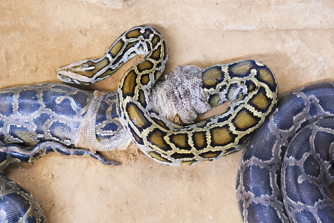 怎么知道她有没有怀孕,怎么知道自己是不是怀孕初期