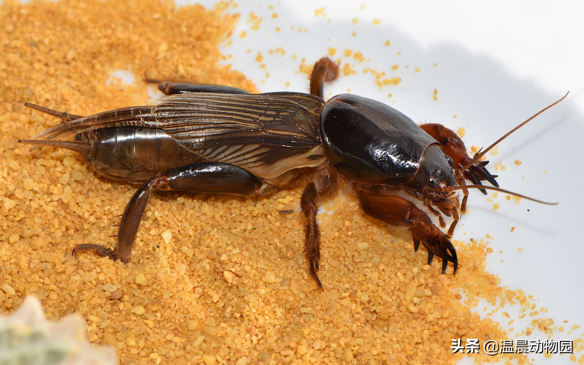 小时候农村人玩过的十种昆虫,农村人小时候一定玩过的10种昆虫