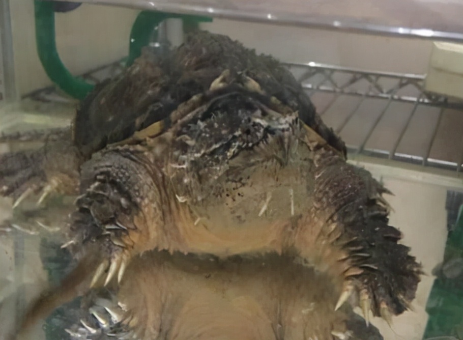 北美鳄龟和杂佛鳄龟分别的优势,北美鳄龟和佛鳄的区别谁更凶