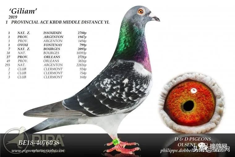 冠军鸽王家族:“罗科”（Rocco）黄*血金**系