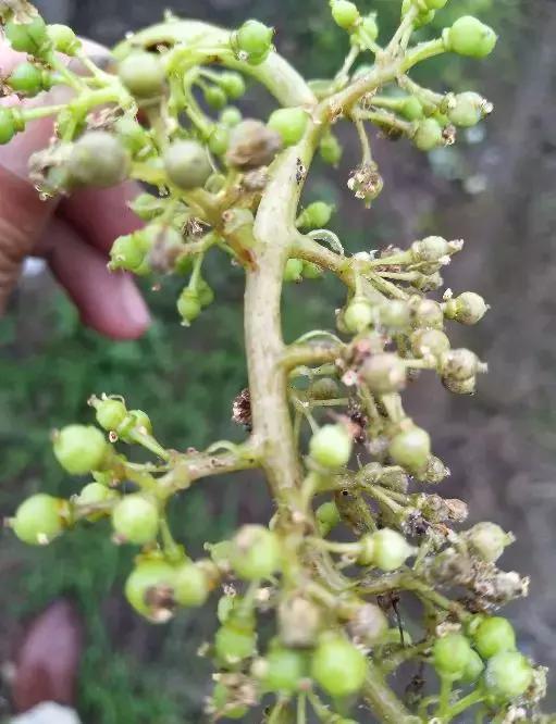 灰霉病的可怕之处——爆发迅速！对付灰霉病有没有好办法