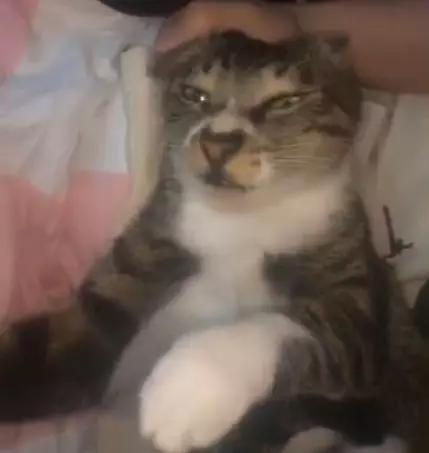 据说最近喵圈流行敷面膜，铲屎官请准备