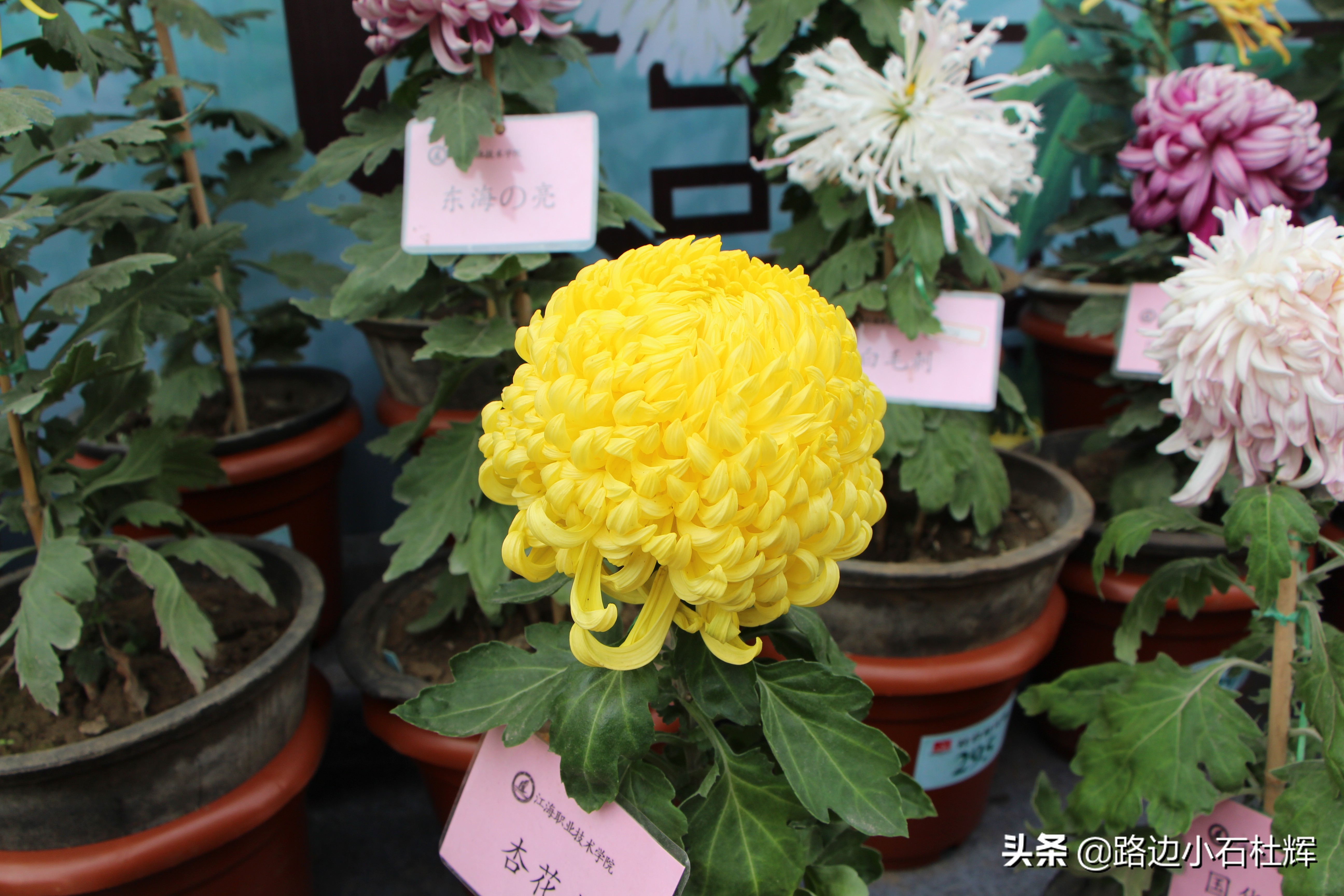 扬州瘦西湖之行,扬州瘦西湖游一圈