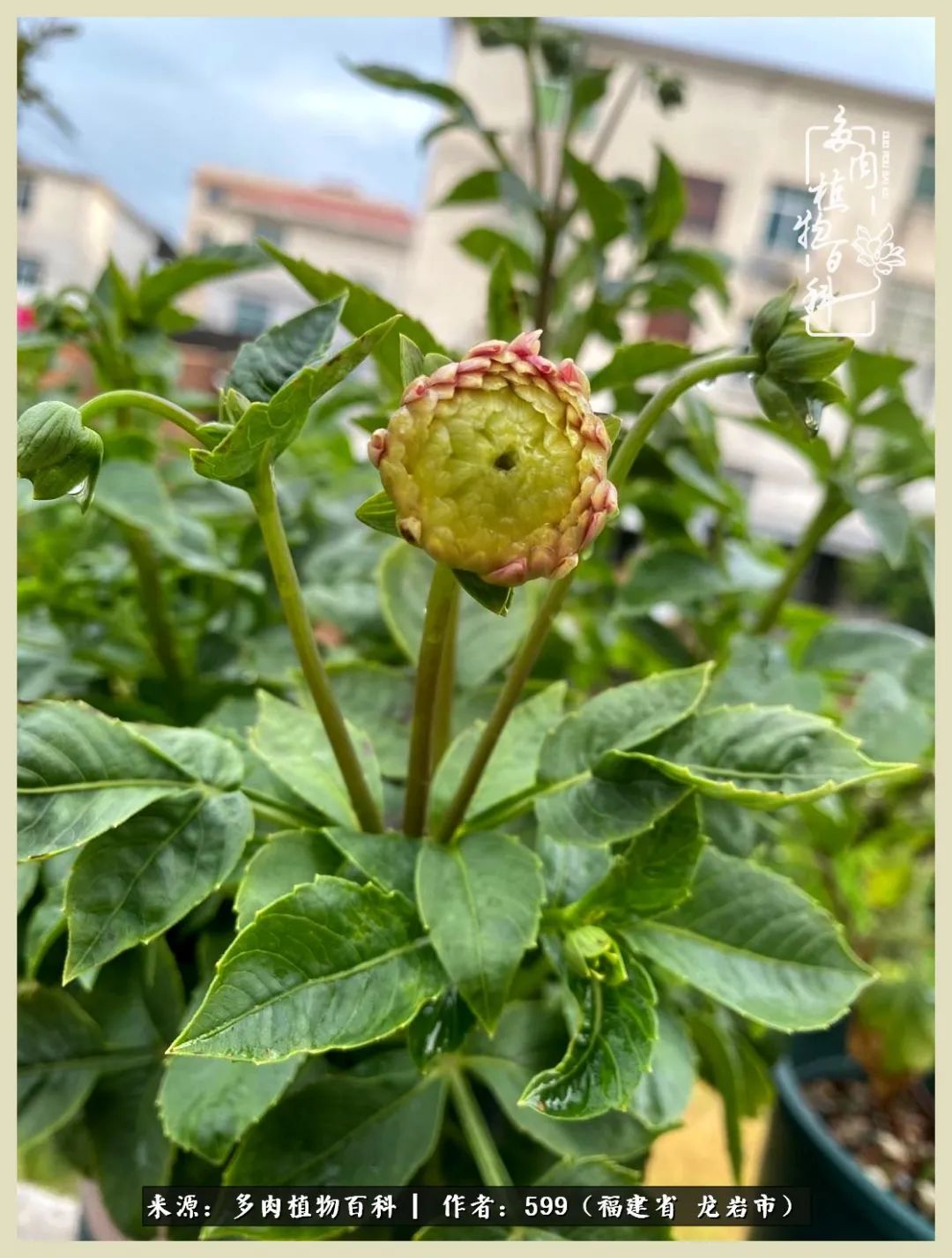 生活需要努力也需要花草,所有的热爱都需要不遗余力图片