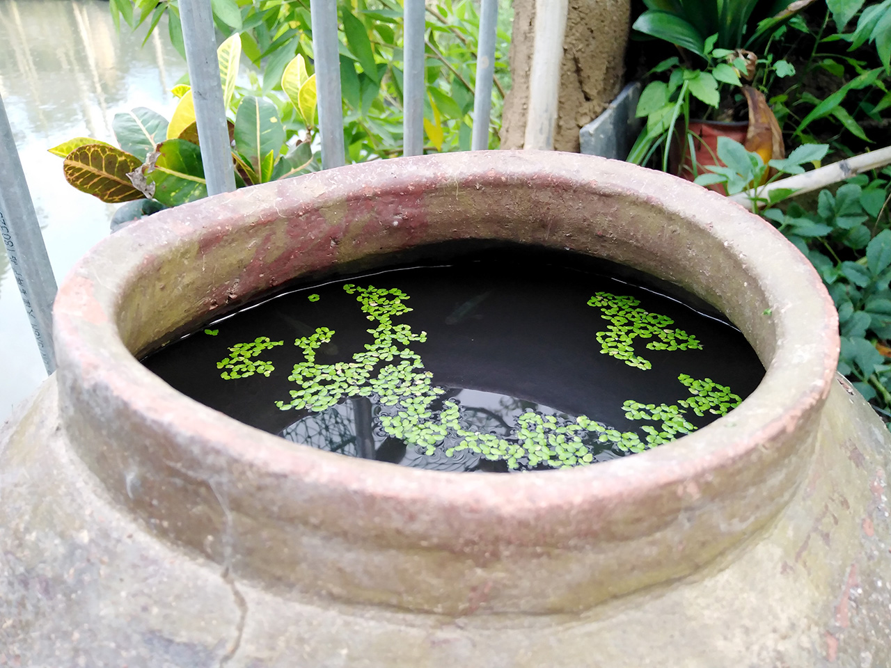 用陶瓷鱼缸养小型鱼,用陶瓷鱼缸养龟