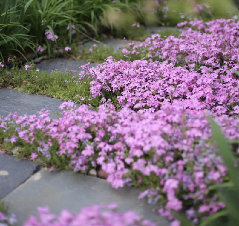 最好看的草花照片,各种草花图