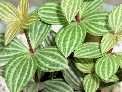 钻石翡翠吊兰养殖方法,钻石翡翠吊兰养殖方法和注意事项