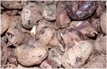 农业创业将迎来井喷潮，稀有创业种养项目让您嗅出财富商机！