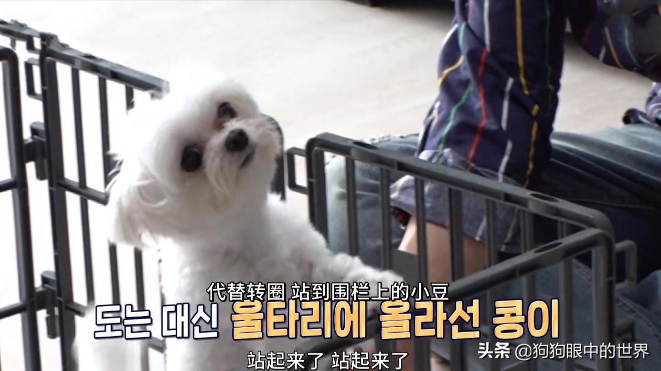 狗狗一直转圈圈还用爪子刨被子,狗狗每天都趴又拉又吐