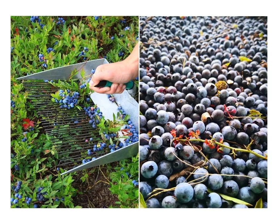 优惠活动vip套餐,河马生活节门票2019