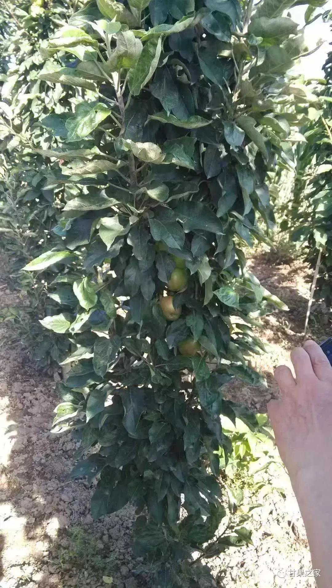 最新的苹果新品种有哪些,几种常见苹果的品种