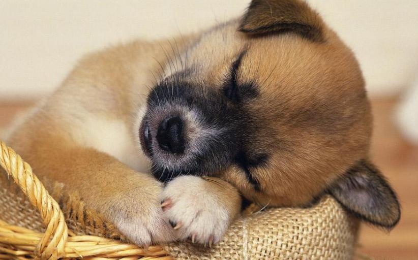 成年狗狗拉肚子怎么办,狗狗拉肚子原因及简单处理方法