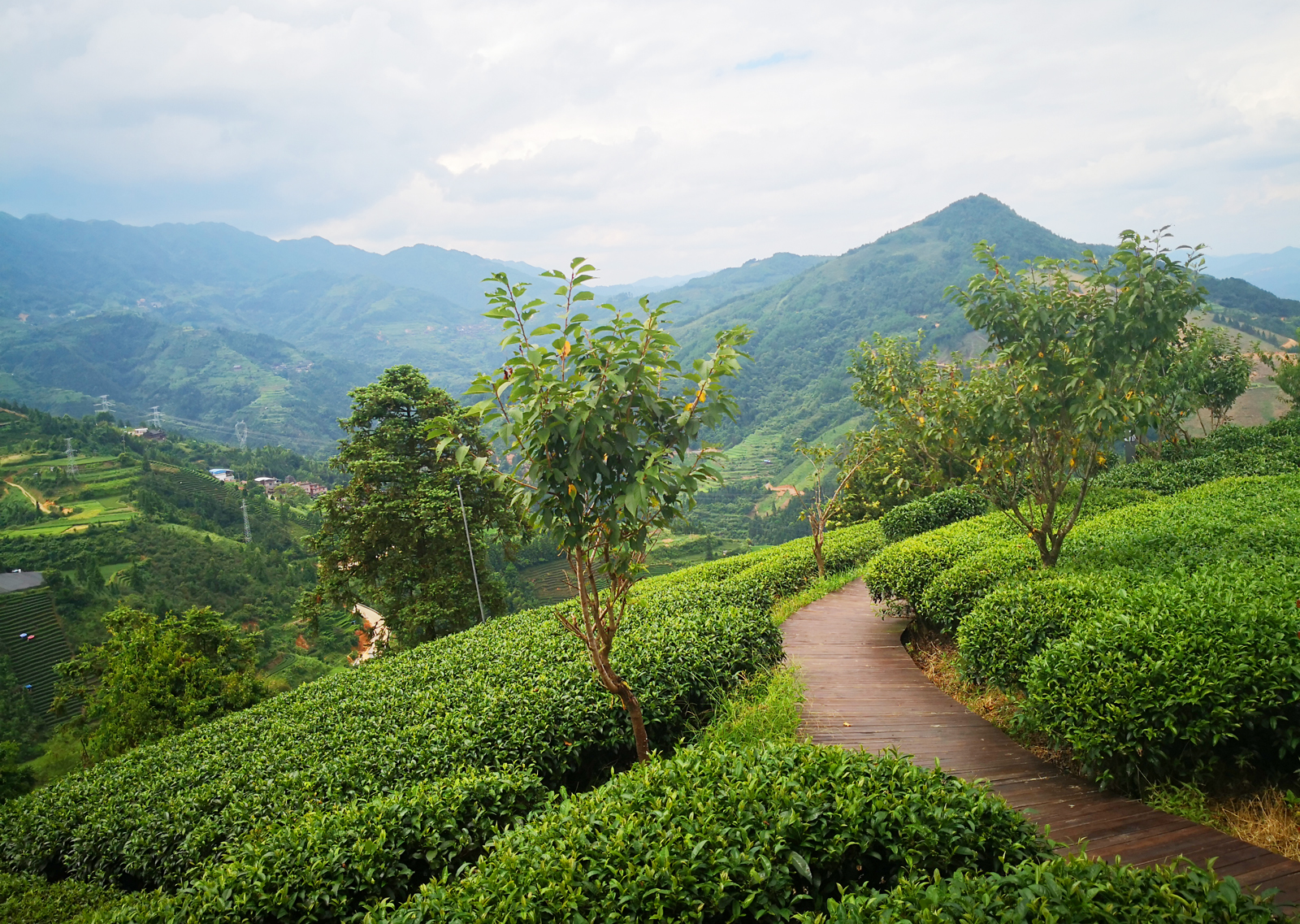 自炒茶叶纯天然,云南茶传统柴火手工炒茶