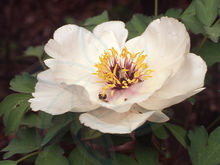 牡丹，熟悉而陌生——“花王”的前世今生，带你重新认识牡丹