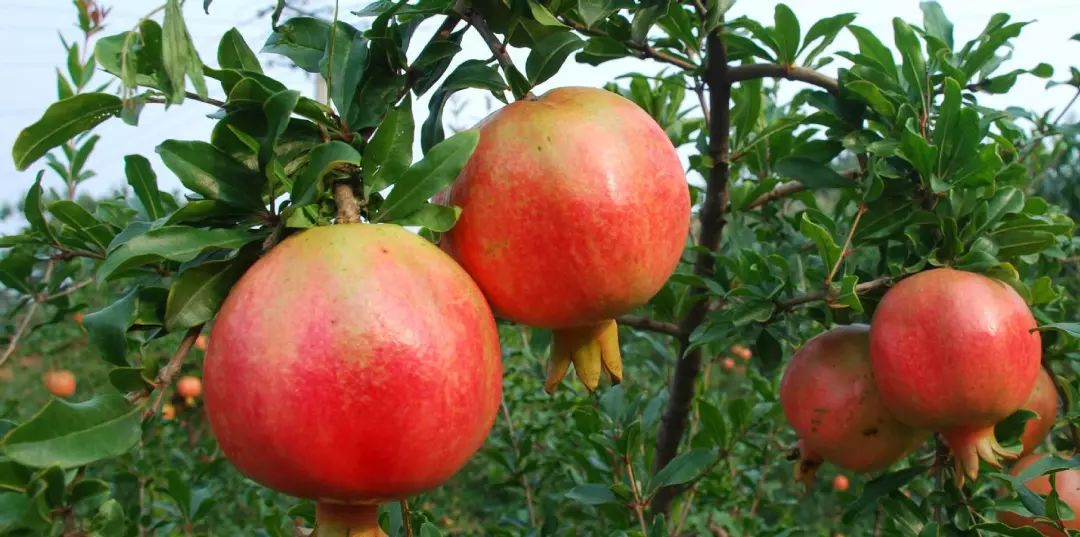 突尼斯软籽石榴适合栽种哪些地方,突尼斯软籽石榴适合什么地区栽种