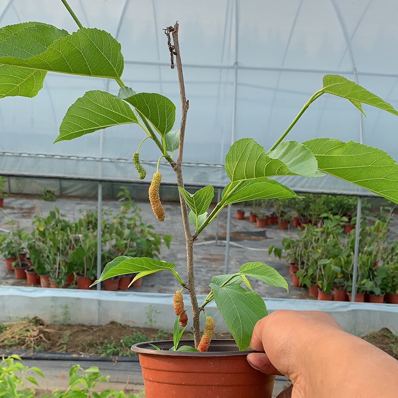 长果桑扦插实验指导记录范文,长果桑冬天大棚可以扦插吗