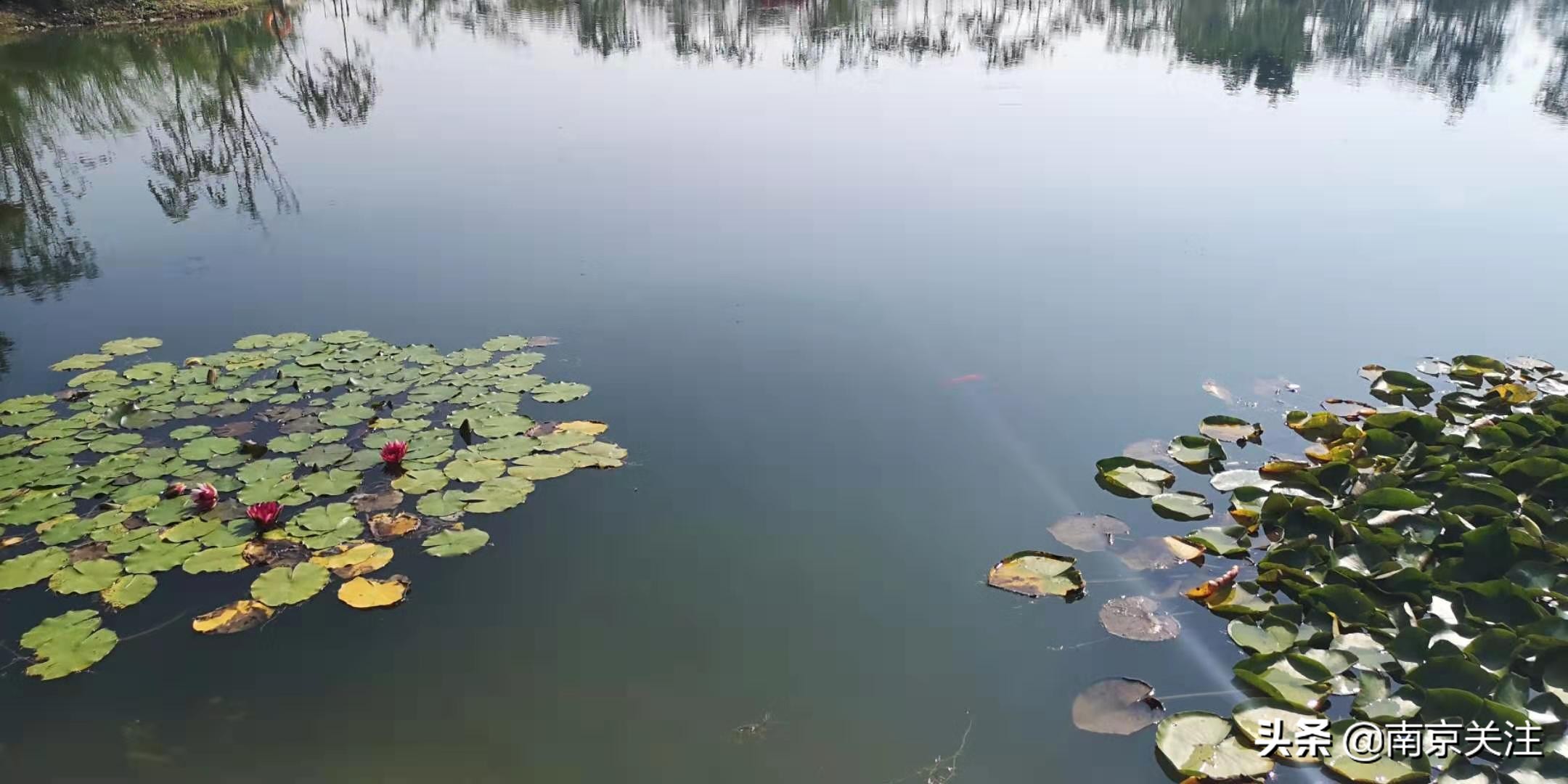 南京五一必打卡花海推荐,南京秋季网红打卡景点