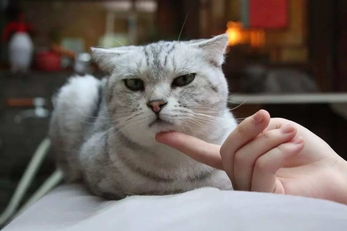 猫咪舔舐自己的伤口会怎么样,猫咪反复舔舐同一个部位是怎么了