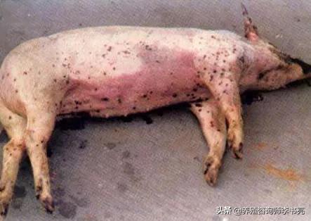 猪血虫病怎么治疗效果最好,猪血虫用啥药可提前预防
