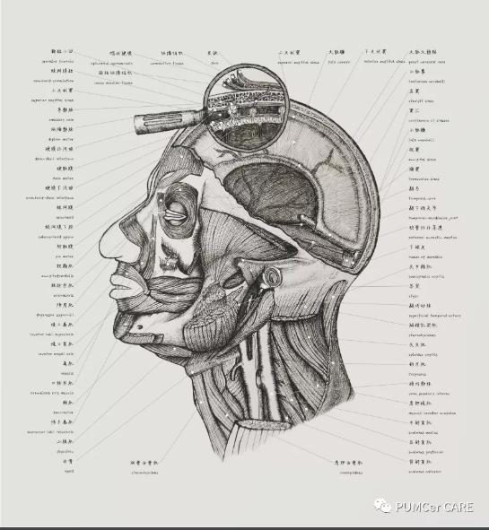 医学解剖创意绘画及作品简介,解剖手骨绘图大赛手绘图