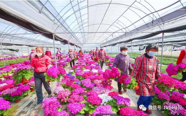 小型温室大棚用什么样的大棚,塑料大棚对比玻璃大棚