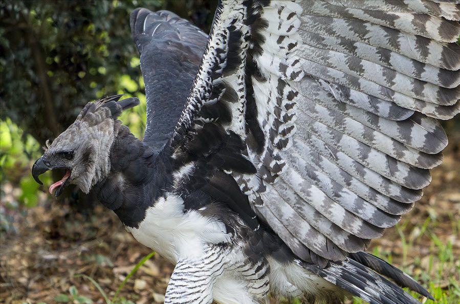 金雕最怕的三种鸟,一只金雕可以震慑多大面积鸟类