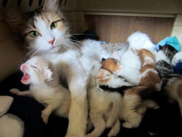 铲屎官曾经养过的宠物,铲屎官抓很多猫咪