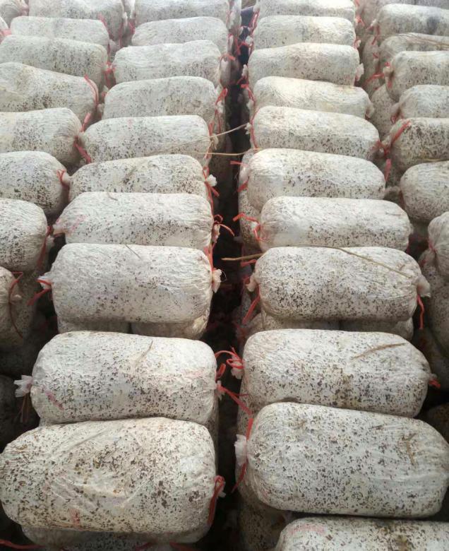 自己家种的蘑菇一天喷几次水,自己种蘑菇可以收几次