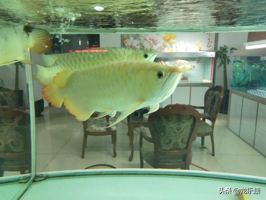 龙鱼养鱼知识大全,龙鱼拒食的解决方法