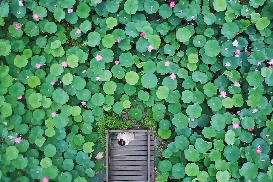 三月赏花一日游上海景点,本月上海赏花一日游最佳去处