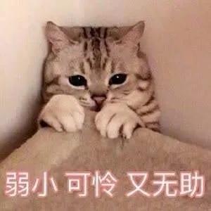 猫咪训猫器,猫咪电毯推荐