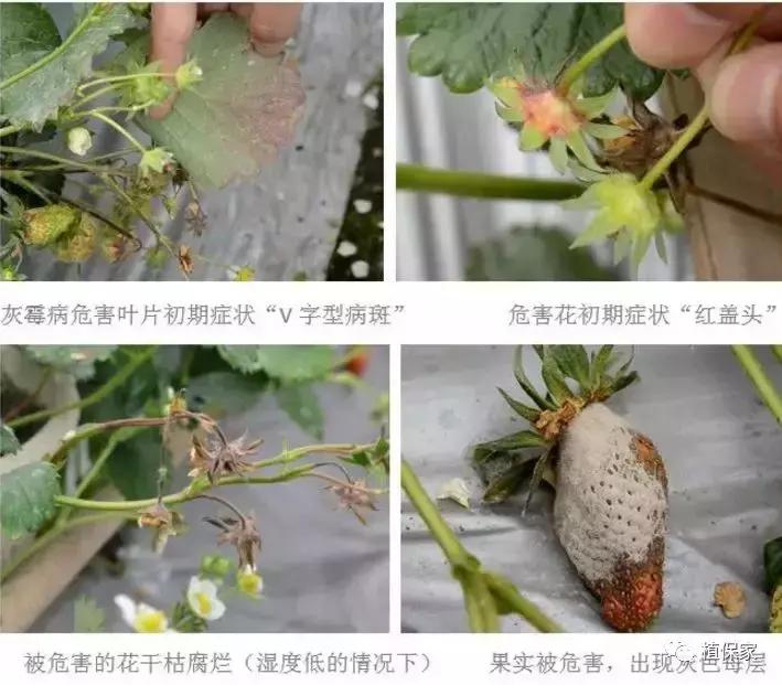 南京地区草莓病虫害防治的现状,温室草莓病虫害种类及防治措施