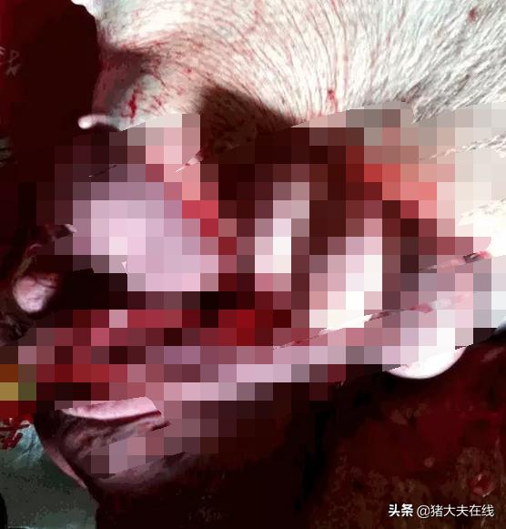 某规模猪场一例母猪的剖腹产手术（附图）