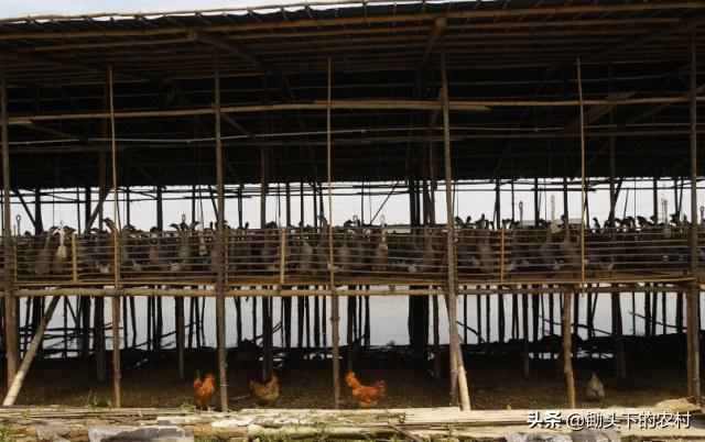 在农村霍乱为鹅禽的常见病,从病原到防治,为您剖析