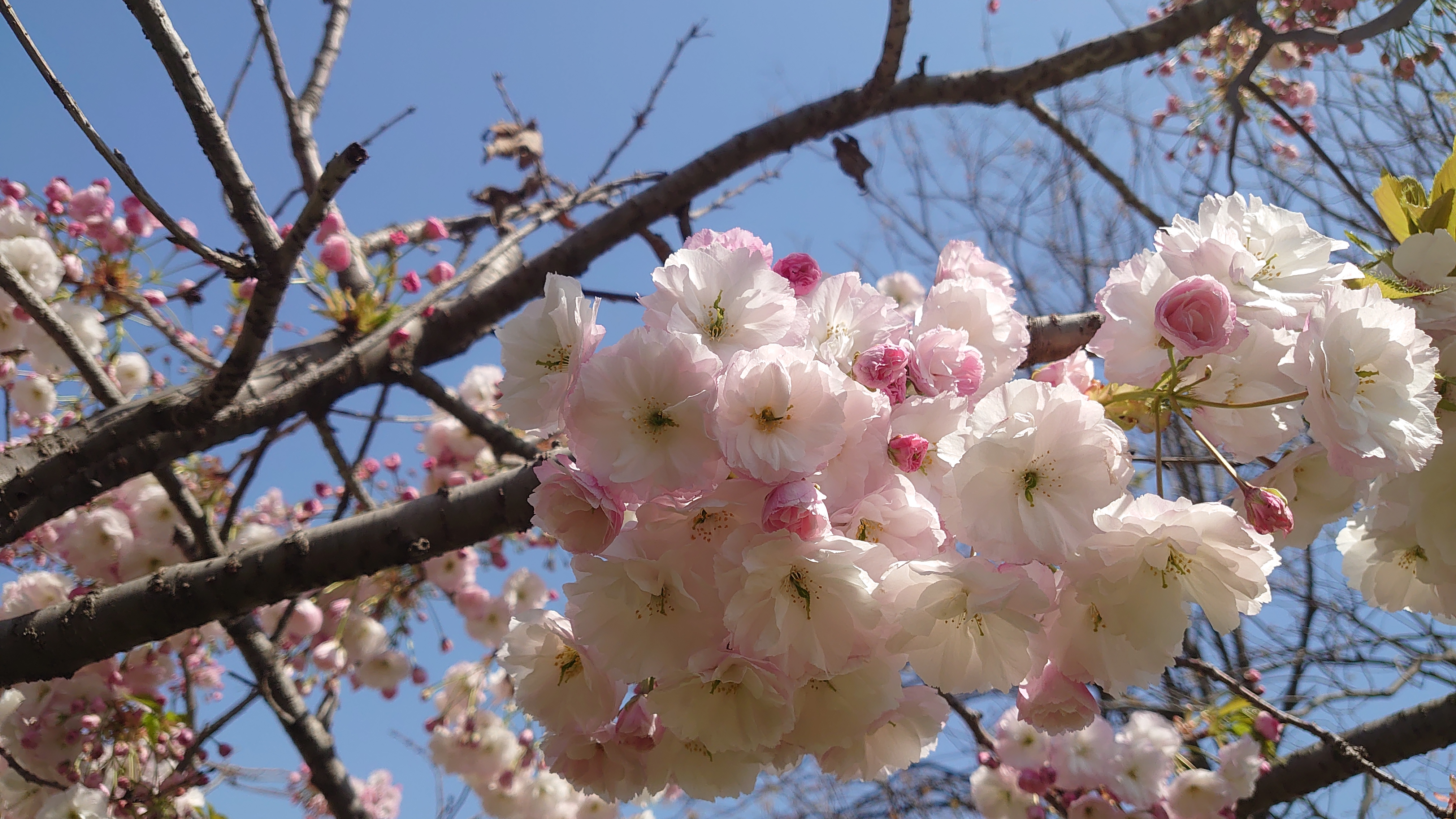 索尼微单手机xperia5i,索尼xperia5ii深度评测