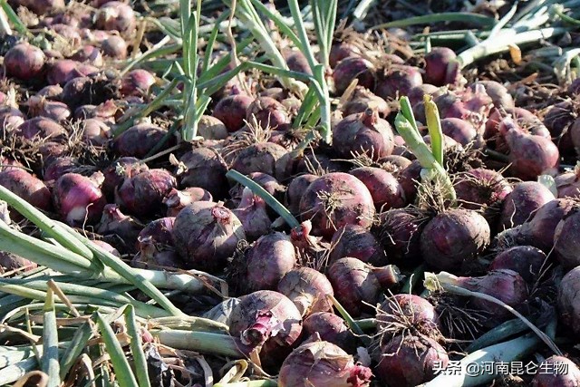 洋葱烂根软腐用啥药最好,洋葱苗期根腐病用什么药