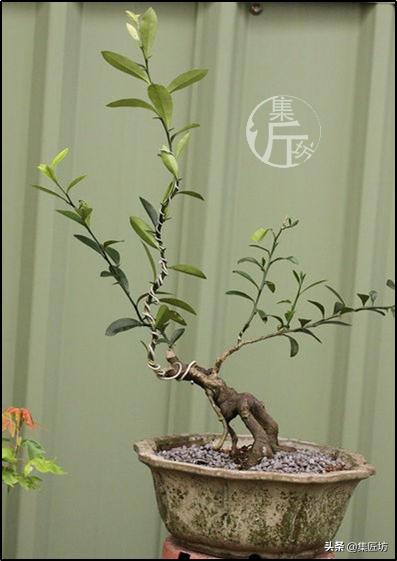 大树型金豆盆景怎么造型,金豆无根老桩栽培技巧