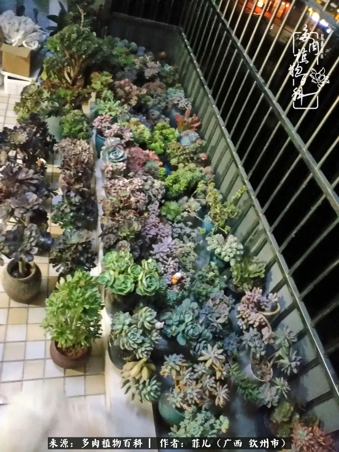 多肉相伴的感悟,与多肉为伴的时光真的很美好