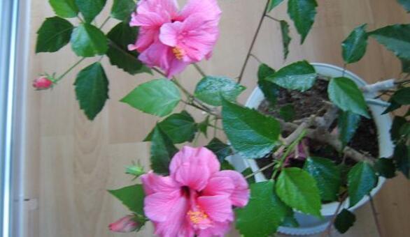 芙蓉花怎么养,芙蓉花怎么养视频