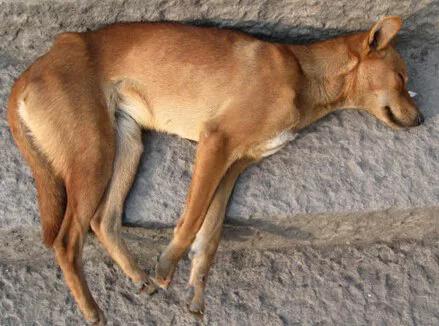 挑山的男人——保长抢粮（189）