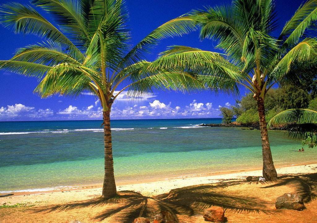 西米露椰子树,西米露跟西米是一样的吗