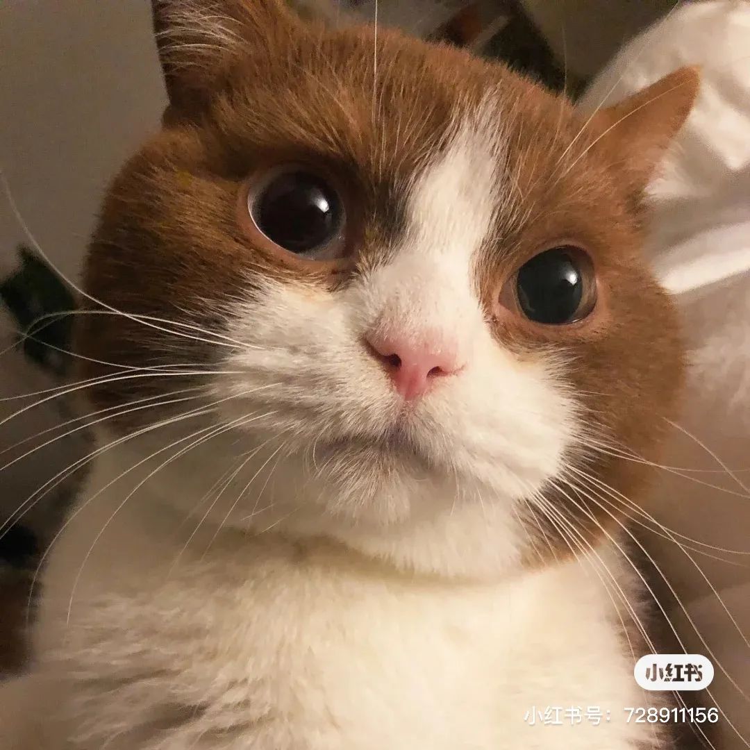 金发碧眼双眼皮！这猫我说一句“橘中最美”不过份吧？