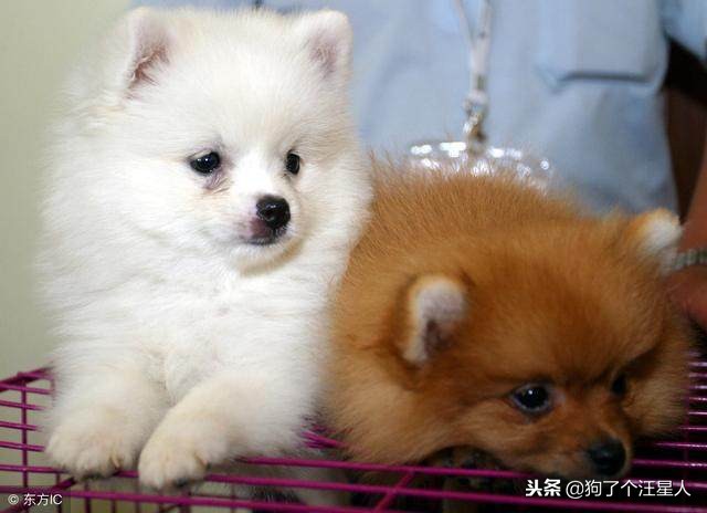 饲养博美注意事项,饲养博美有哪些注意事项