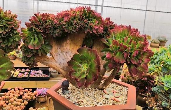 出差多肉怎么防雨,夏天要出门40天家里多肉该怎么办