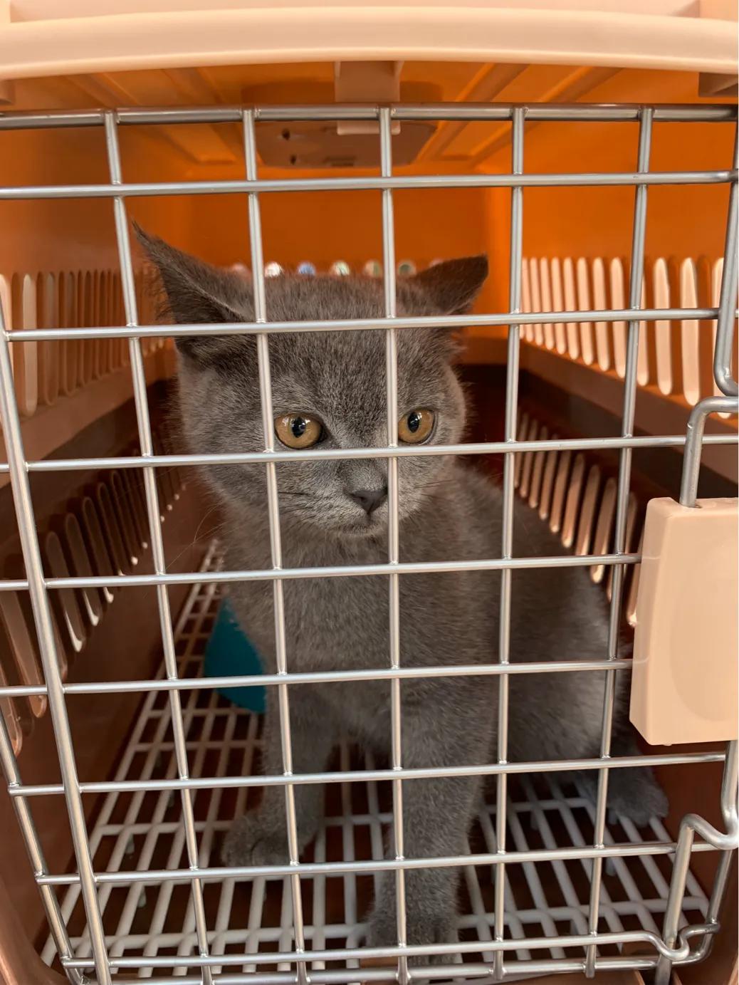 养一只英短蓝猫需要花多少钱,养猫咪的基础知识2个月蓝猫