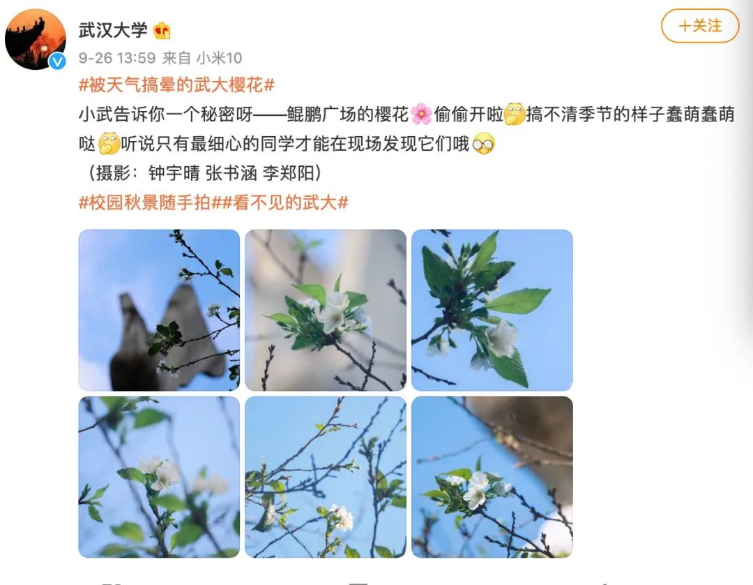 武大樱花一切美好都如约而至,武大樱花正盛开