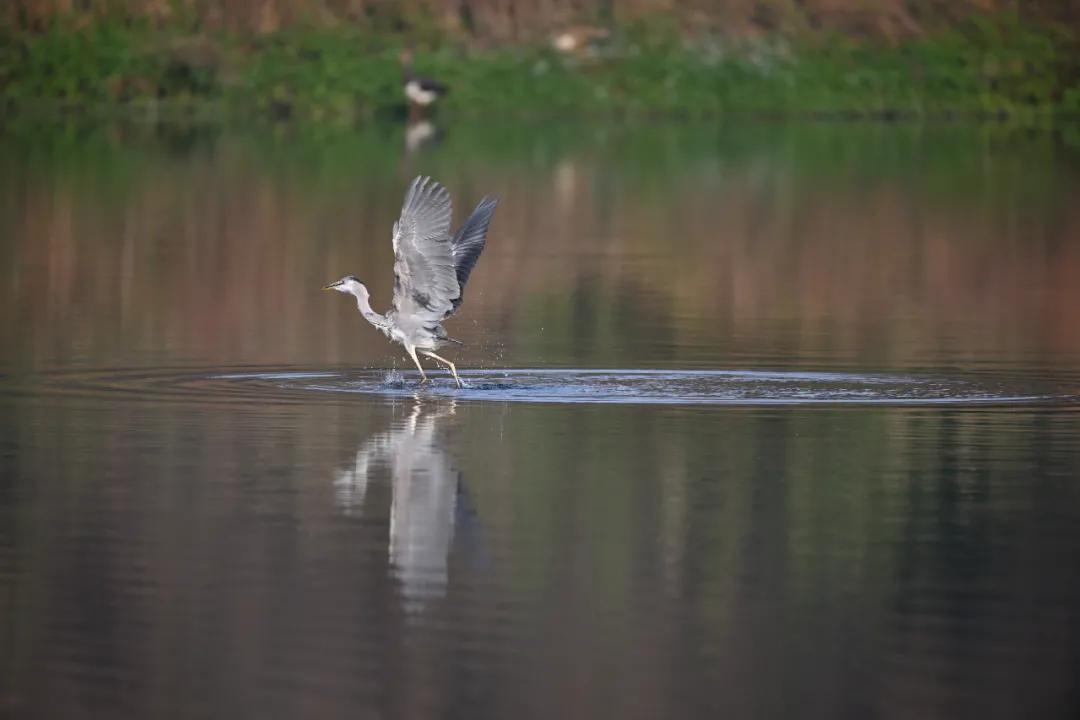 无机械快门的相机,尼康z卡口全画幅相机镜头推荐