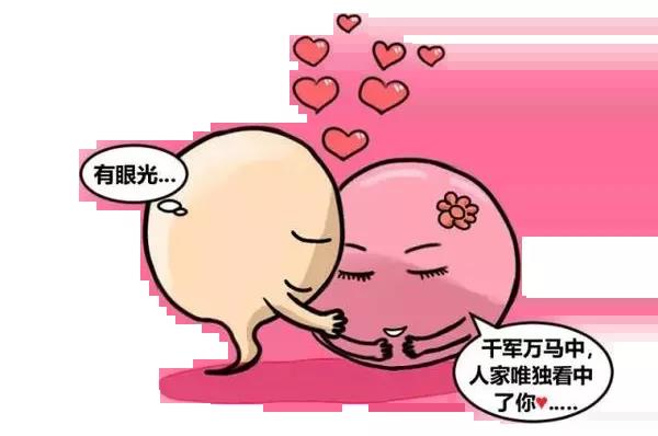 精子和卵子的相遇,精子与卵子的相遇过程