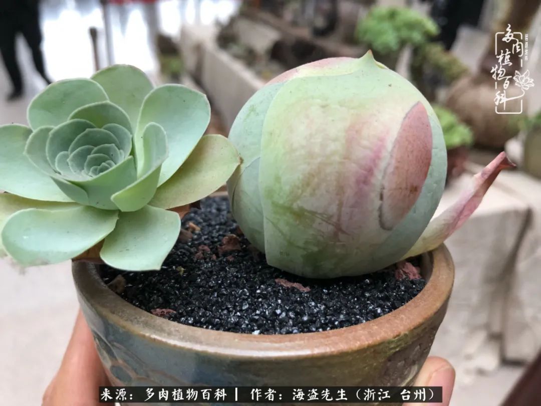 山地玫瑰养护顺口溜,山地玫瑰的养护种植注意事项视频